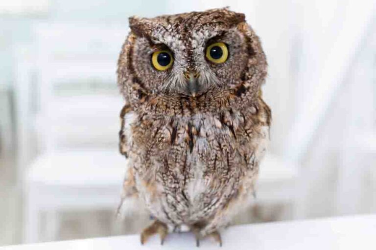 ハイキュー 公式nlカプ フクロウの値段はいくら？種類別に特徴