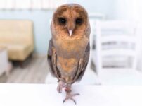 フクロウの写真 著作権フリー 写真集のかわいい素材 かっこいい壁紙 アキバフクロウ フクロウカフェ 東京