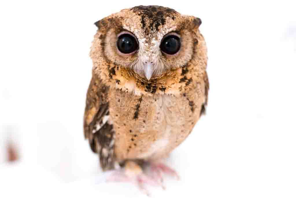 フクロウのペットショップ 東京の専門店 値段 種類 餌 小型 大型 アキバフクロウ フクロウカフェ 東京