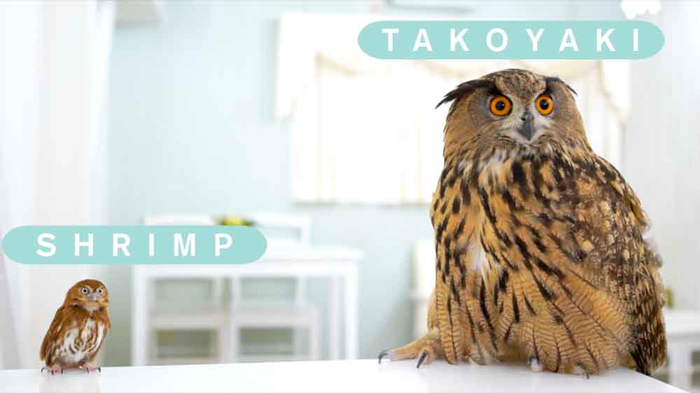 フクロウカフェ 東京のご案内 初めての方へ アキバフクロウ アキバフクロウ フクロウカフェ 東京