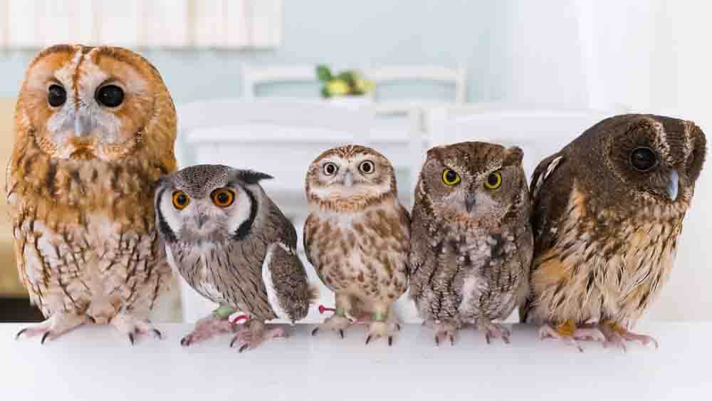 フクロウの種類】日本最大級!世界一小さい名前・性格|鳴き声や値段 フクロウの種類】日本最大級!世界一小さい名前・性格|鳴き声や値段