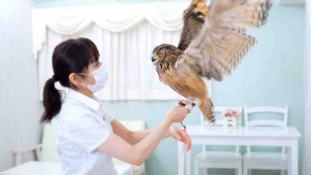 ベンガルワシミミズクの羽を開いた写真