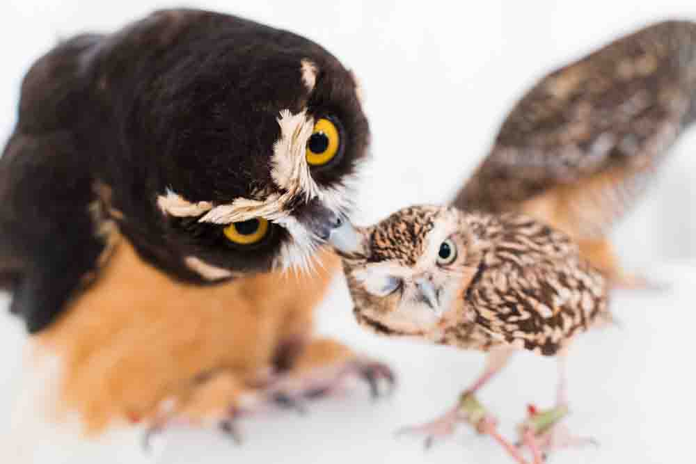 メガネフクロウとアナホリフクロウ