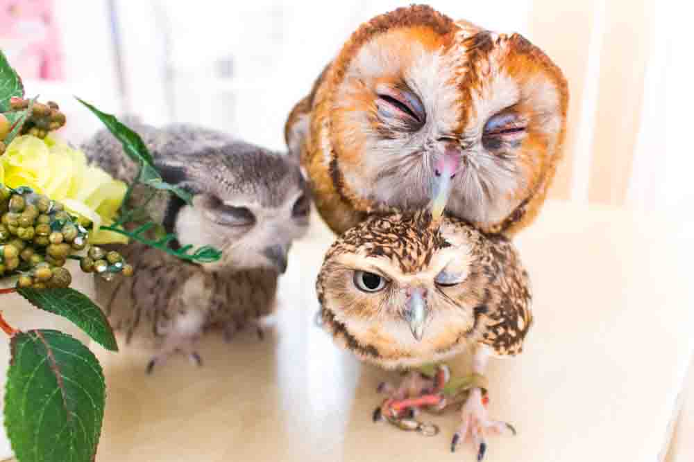 owlcafe staff