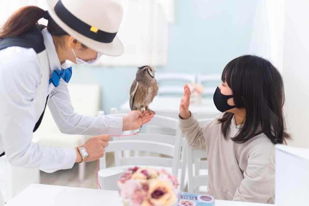 動物と教育 フクロウが教えてくれる心を癒し育てる力 動物介在教育 アキバフクロウ フクロウカフェ 東京