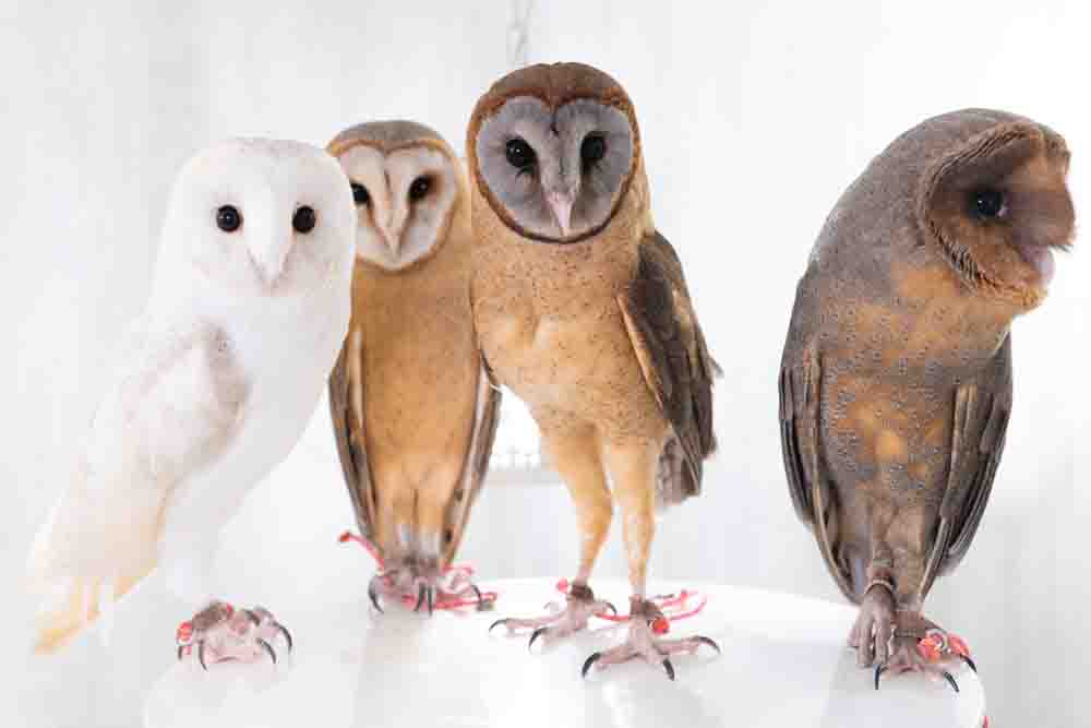 メンフクロウが4羽いる写真