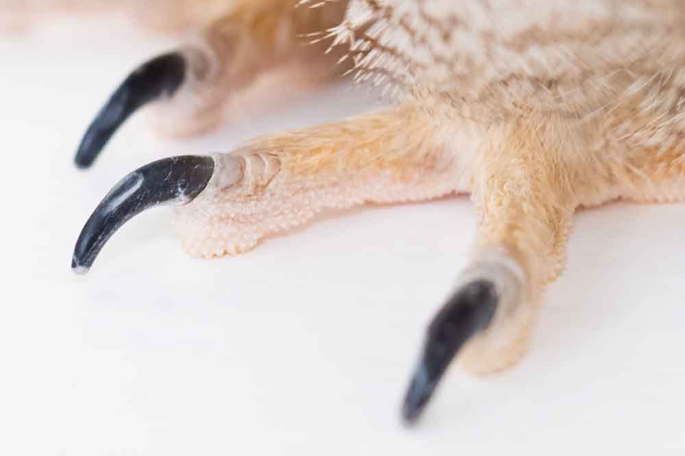フクロウの爪