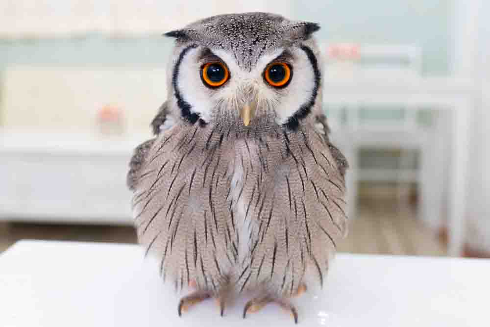 コノハズク Eurasian Scops Owl Japaneseclass Jp