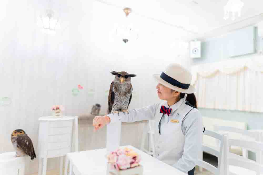 ワシミミズクと女性