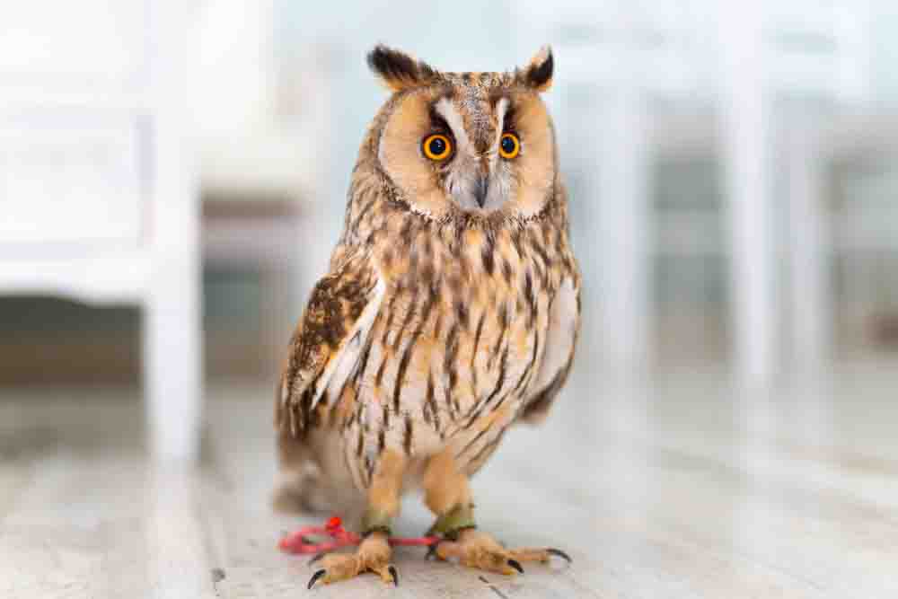 トラフズクの写真