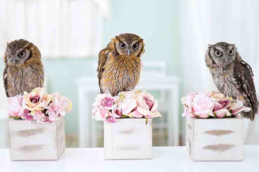 スピックスコノハズ