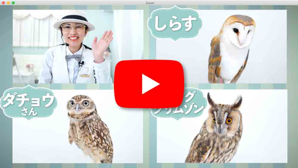 フクロウとzoom会議