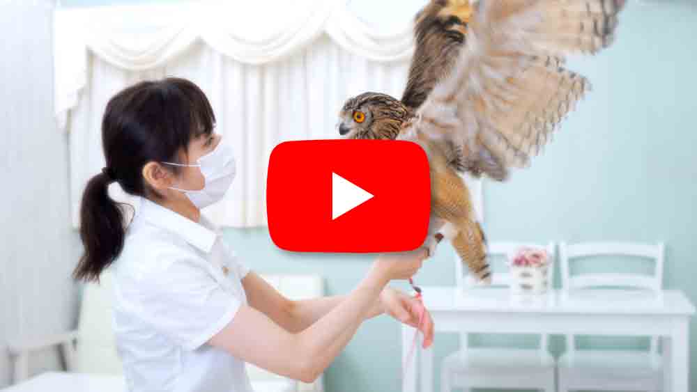 フクロウの生体点検