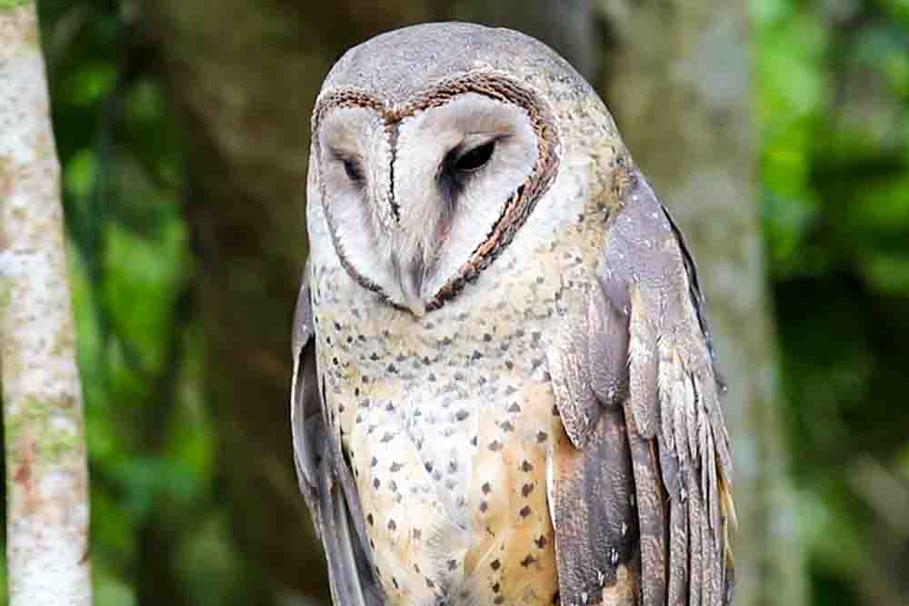 ペットフクロウ 世界の梟 値段 種類 餌 鳴き声 小型 大型総まとめ アキバフクロウ フクロウカフェ 東京