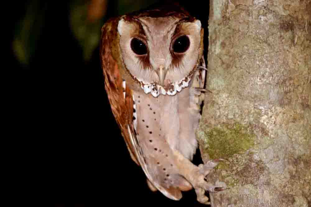 ペットフクロウ 世界の梟 値段 種類 餌 鳴き声 小型 大型総まとめ アキバフクロウ フクロウカフェ 東京