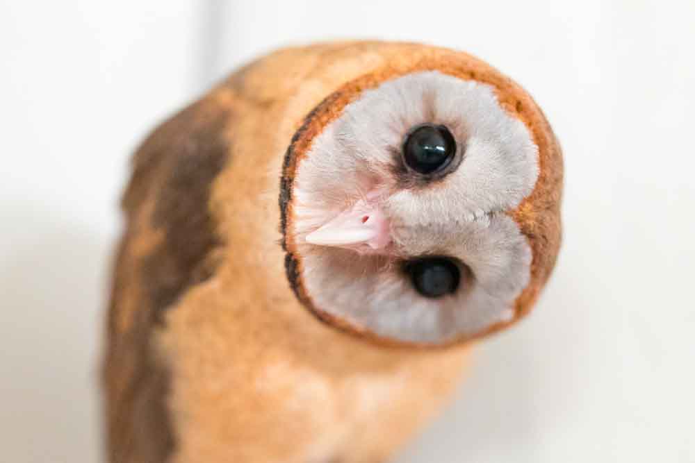 フクロウの目の色や感度 目がいい構造と光る特徴 動かない理由 フクロウカフェ 東京 アキバフクロウ