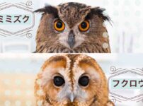 ペットフクロウの餌代 エサの頻度 鶏肉 ひよこ ウズラは処理済み アキバフクロウ フクロウカフェ 東京