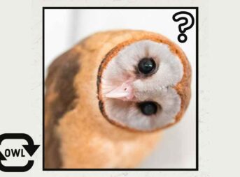 フクロウの首振りは何度かしげる 上下にも回す意味 血管と骨格の構造 アキバフクロウ フクロウカフェ 東京