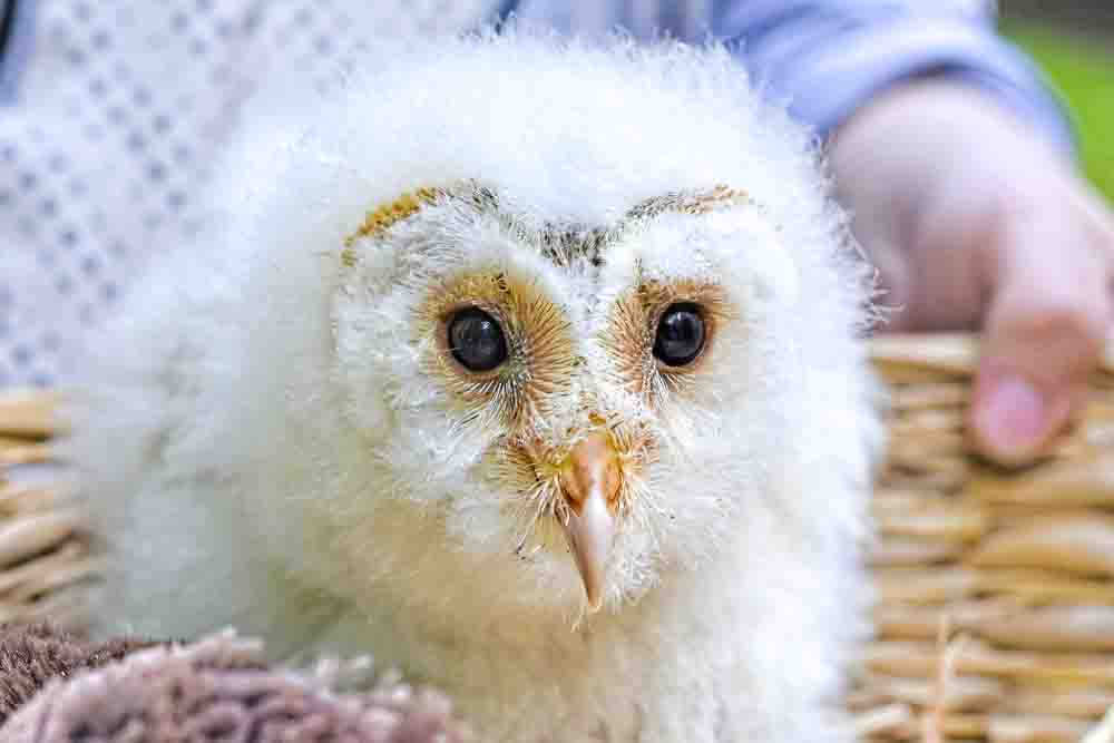 ダウンロード かわいい イラスト メン フクロウ キャラクター クールな写真のイラスト