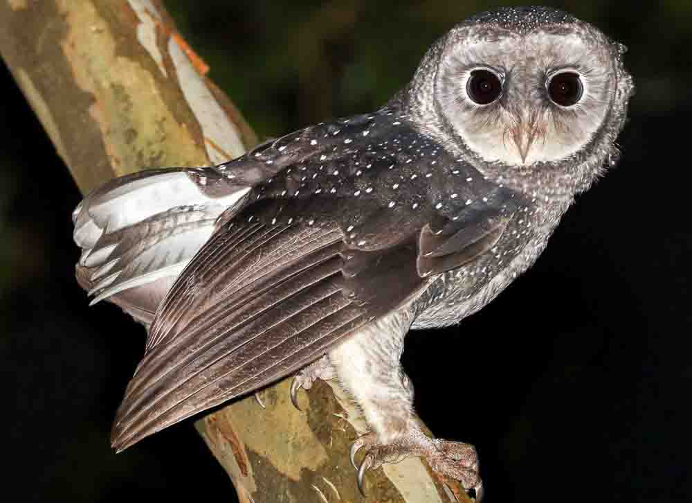 ススイロメンフクロウ　GREATER SOOTY OWL Tyto tenebricosa