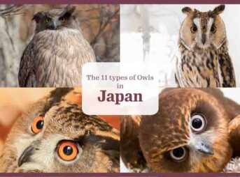 日本のフクロウの種類
