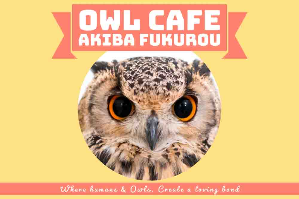 フクロウカフェ東京ミミズクの写真