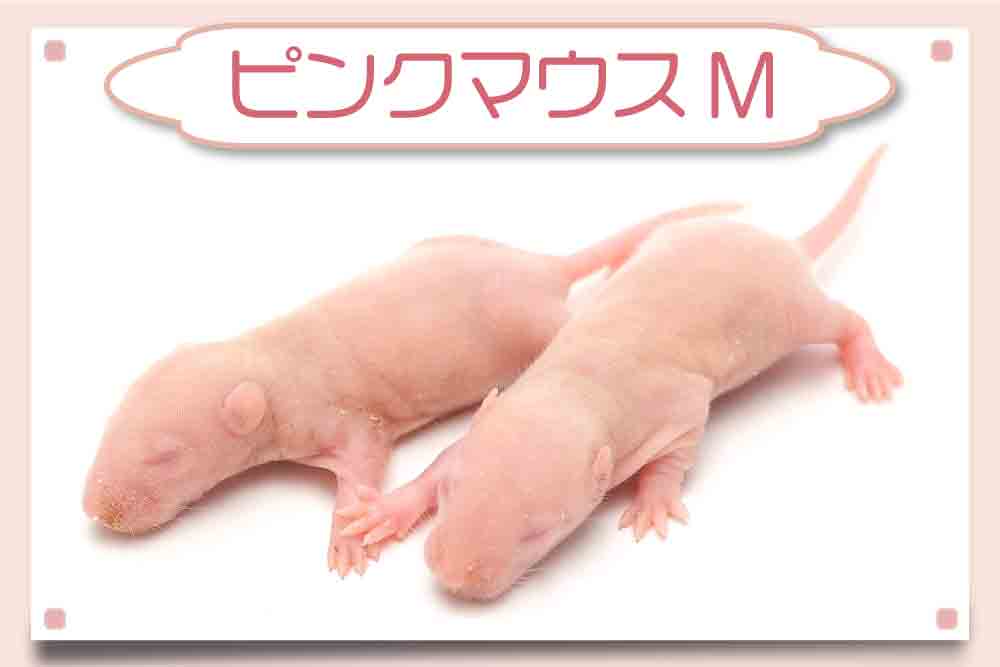 冷凍マウス通販・安いおすすめ餌】東京販売店・サイズ一覧 ｜臭い 