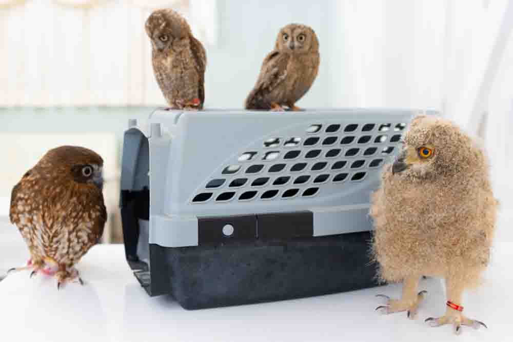 フクロウケージ