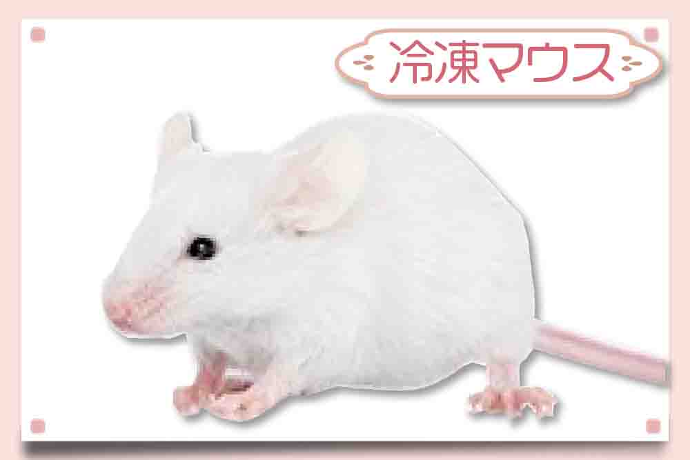 アダルトマウスLサイズ】通販・安い冷凍マウス｜東京販売店 - フクロウ 