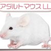 アダルトマウスLL｜冷凍マウス