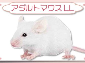 アダルトマウスLL｜冷凍マウス