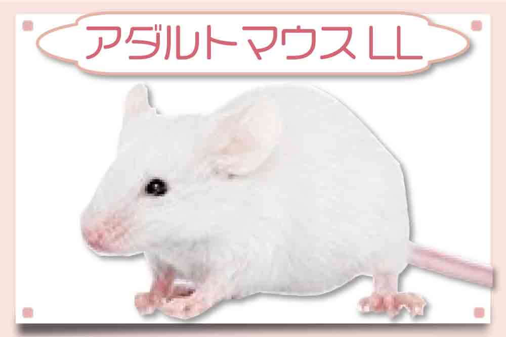 アダルトマウスLLサイズ】冷凍マウス通販・安いおすすめ餌｜東京販売店