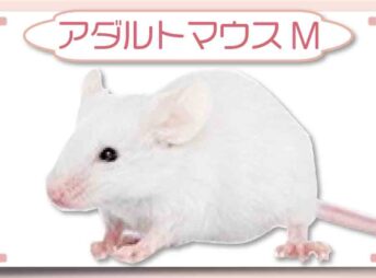 アダルトマウスM｜冷凍マウス