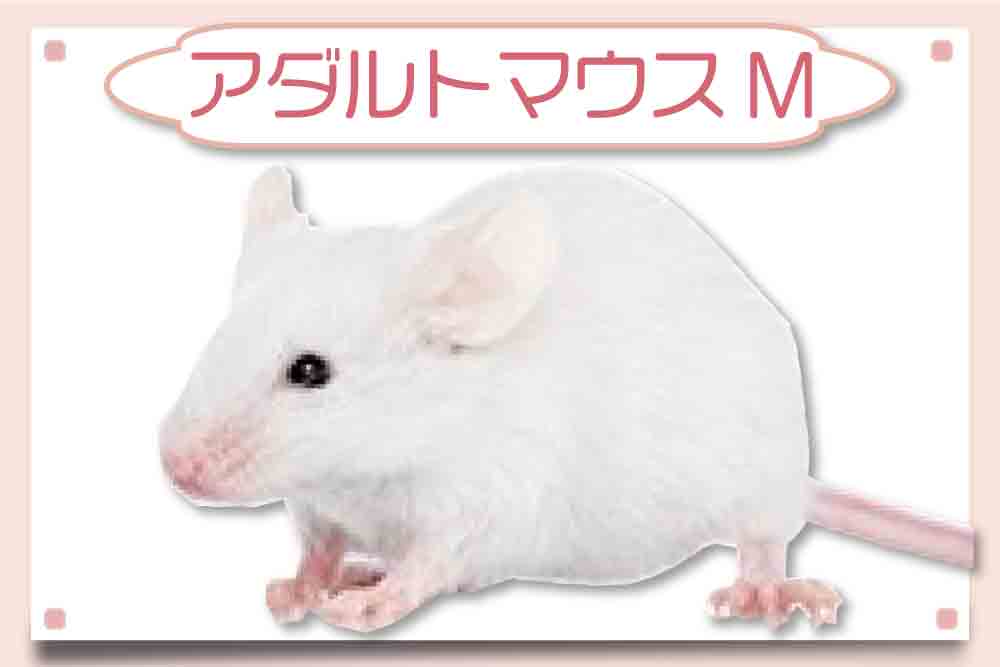 アダルトマウスMサイズ】1匹159円・安い冷凍マウス通販｜東京販売店 