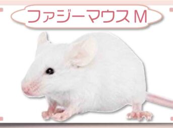ファジーマウスM｜冷凍マウス