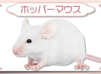 ホッパーマウス｜冷凍マウス