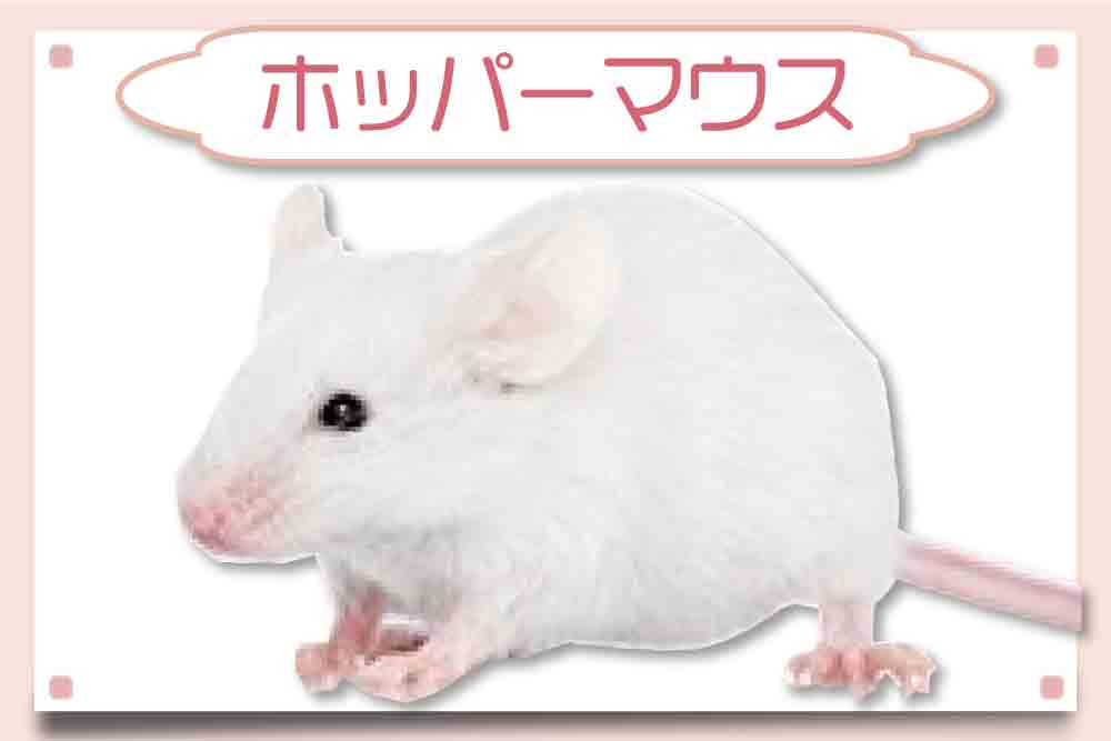 ホッパーマウス｜冷凍マウス