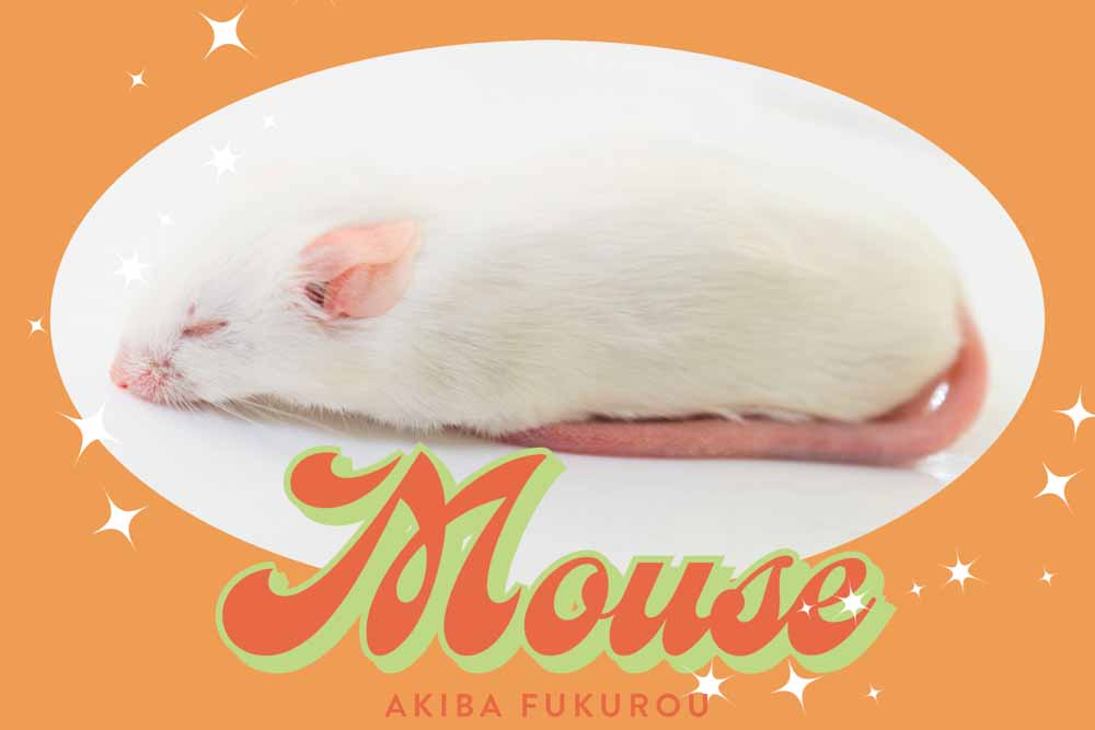 冷凍マウスの解凍方法】餌・時間・温度｜臭いの少ない安全なやり方 