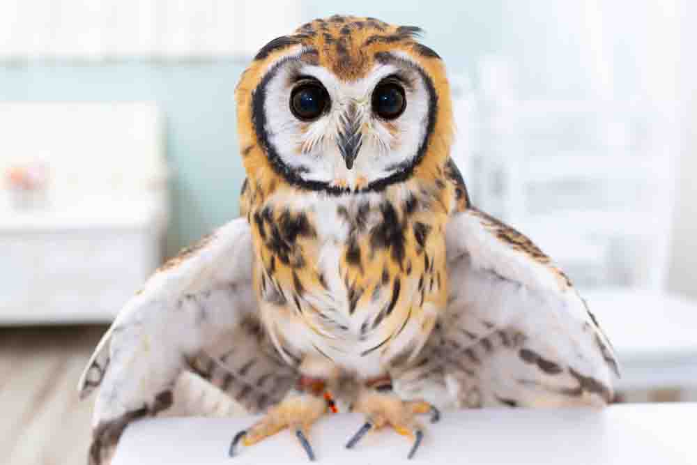 ウサギフクロウ