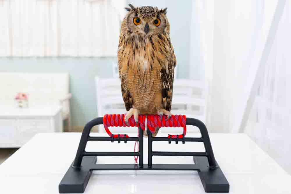 フクロウ係留パーチ