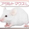 アダルトマウスL｜冷凍マウス