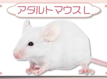 アダルトマウスL｜冷凍マウス