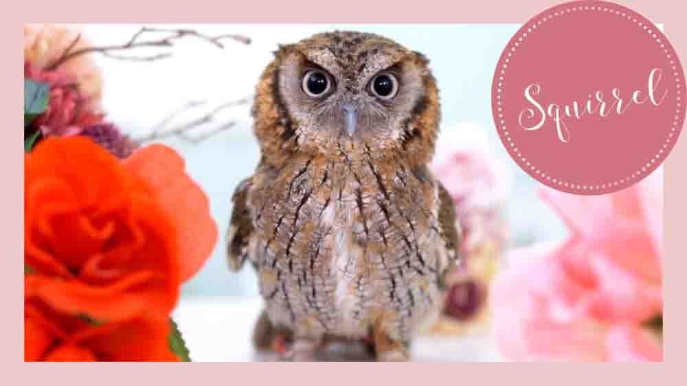 owlcafe japan tokyo
