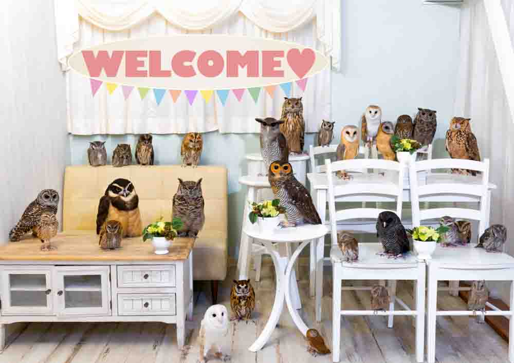 owl cafe tokyo