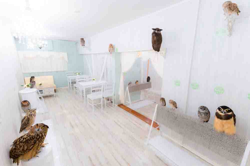 owl cafe tokyo japan