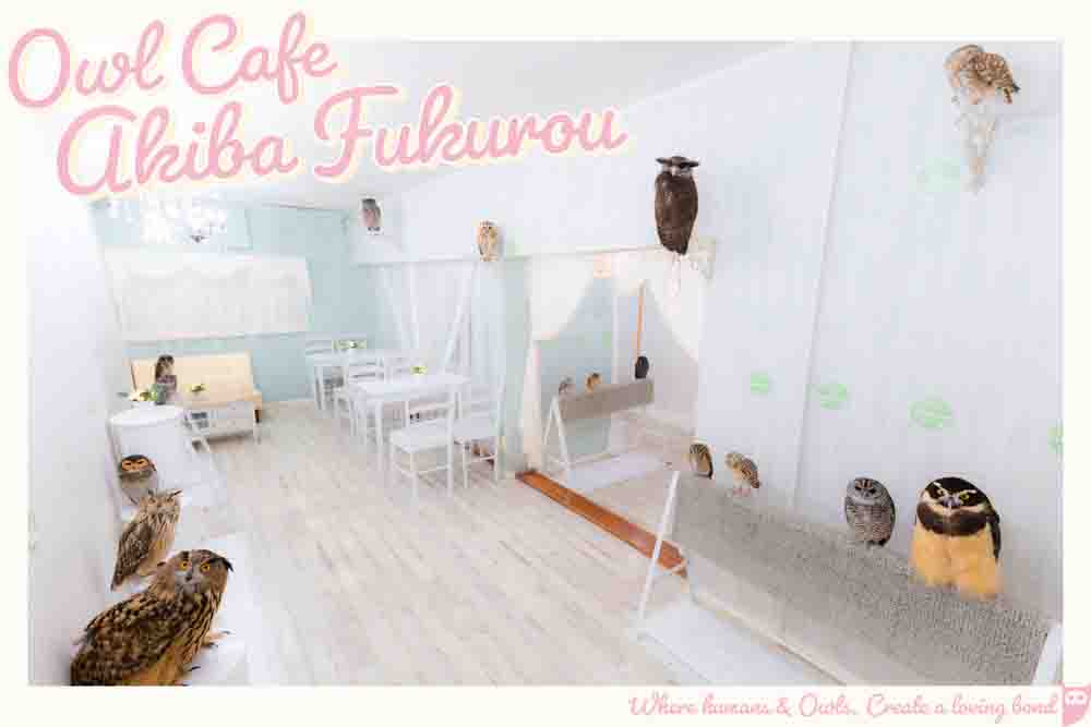 owlcafe-tokyo-AkibaFukurou