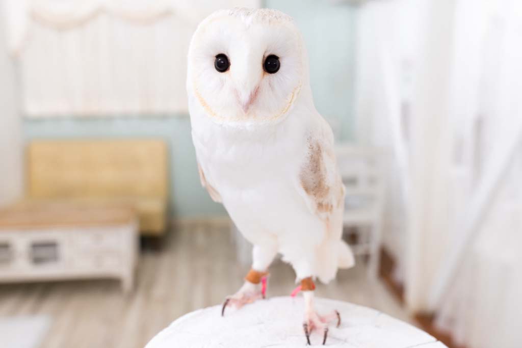 フクロウ紹介 日本最大級のフクロウ大家族 アキバフクロウの仲間達 アキバフクロウ フクロウカフェ 東京