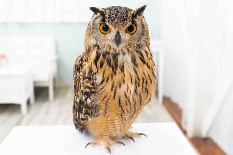 A family of 40 owls, one of the largest in Japan Owl Cafe Tokyo Owl