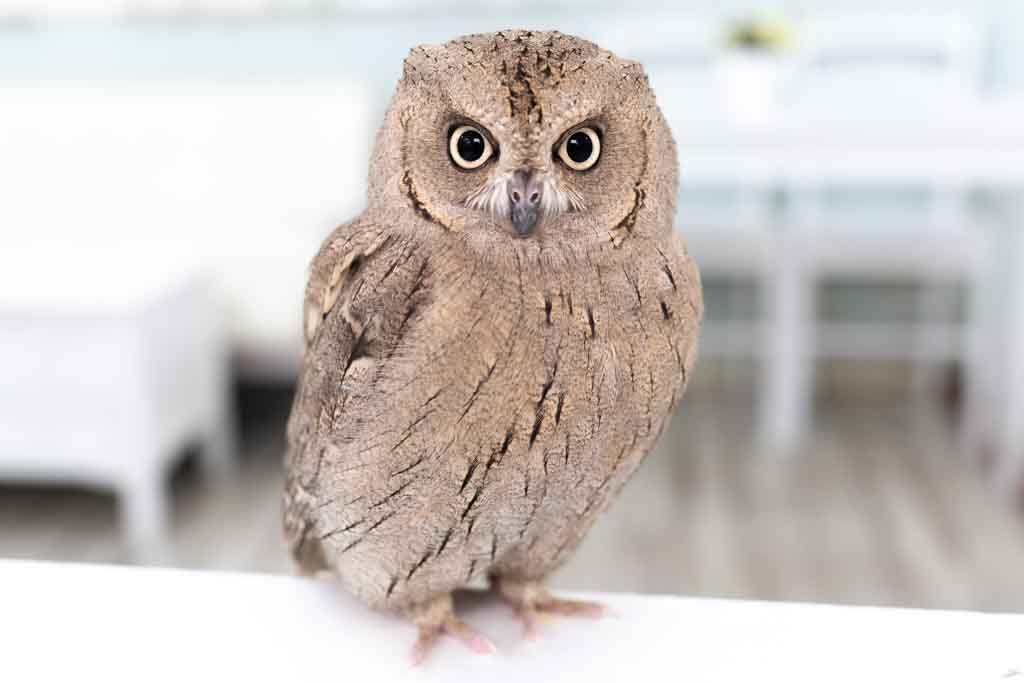 A family of 40 owls, one of the largest in Japan | Owl Cafe Tokyo 