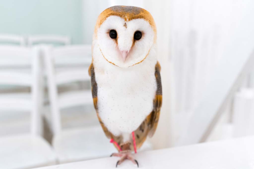 フクロウ紹介 日本最大級のフクロウ大家族 アキバフクロウの仲間達 アキバフクロウ フクロウカフェ 東京